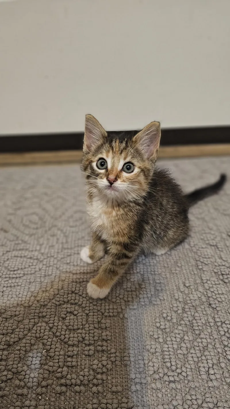 Evie