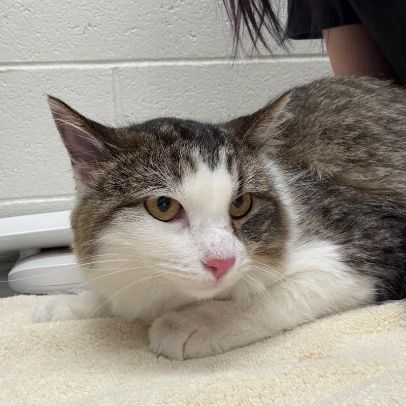 A young medium-sized female Domestic Long Hair cat named Chiqui for adoption in Murray, UT