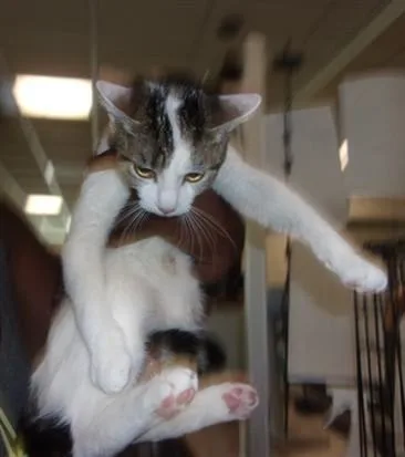 A young large-sized female Domestic Medium Hair cat named Moomoo for adoption in Van Nuys, CA