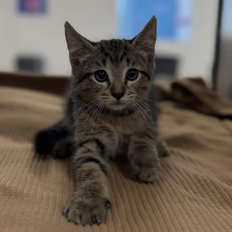 A baby small-sized male Brown / Chocolate Domestic Short Hair cat named Koa for adoption in Bullhead City, AZ