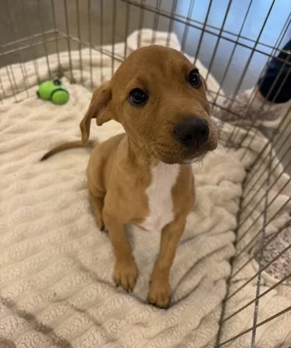 A baby small-sized male Hound dog named Ares for adoption in New Orleans, LA