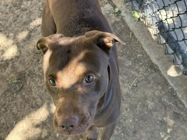 An adult large-sized male Pit Bull Terrier dog named Harley for adoption in Tulsa, OK