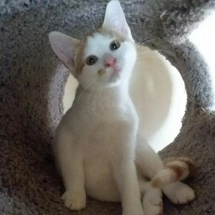 A baby small-sized male White Domestic Short Hair cat named Freckle for adoption in Rochester, MN