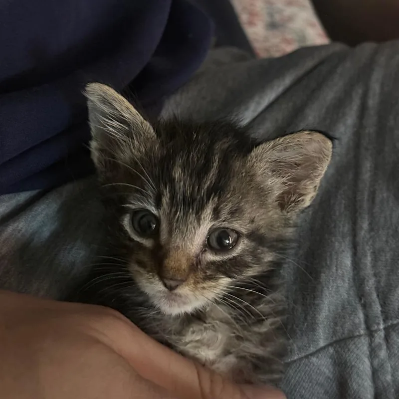 A baby small-sized male Brown / Chocolate Domestic Short Hair cat named Asa for adoption in Auburn, AL