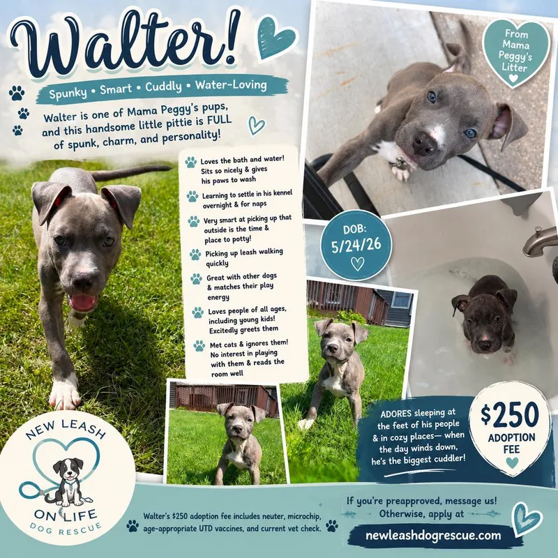 Walter thumbnail 4