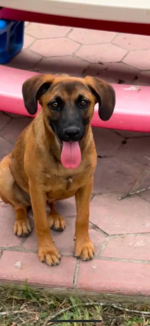 A baby medium-sized male Bicolor Shepherd dog named Wednesday for adoption in Vernon, CT
