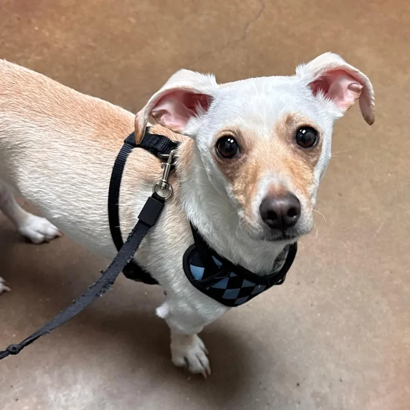 An adult small-sized male Mixed Breed dog named Zeus for adoption in Leander, TX