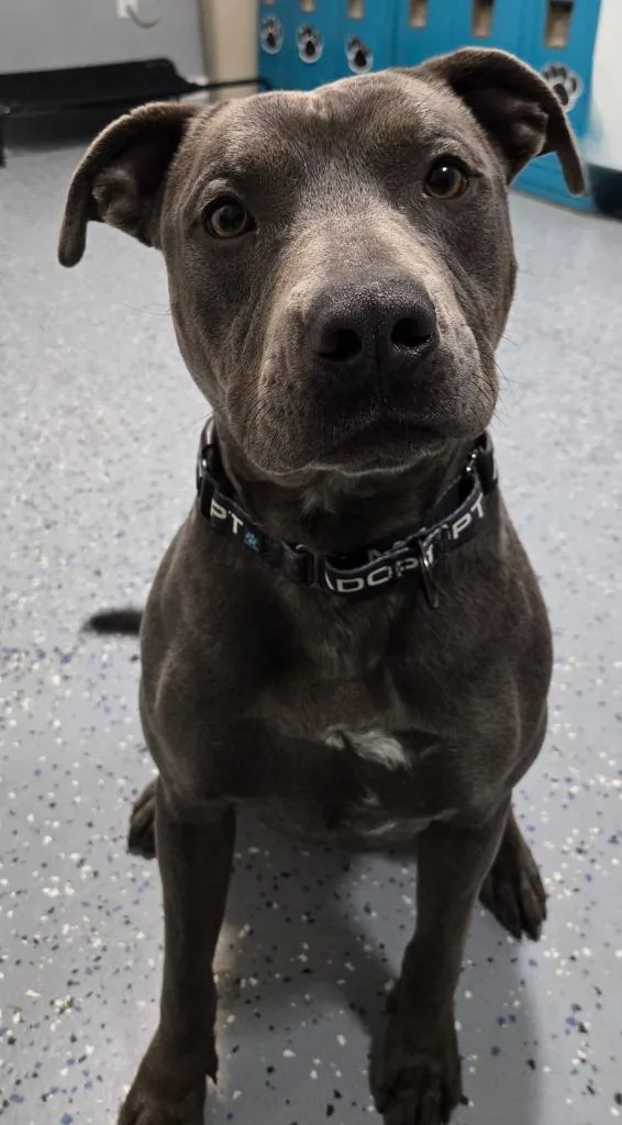 A young medium-sized male Terrier dog named Casey for adoption in Sandusky, OH