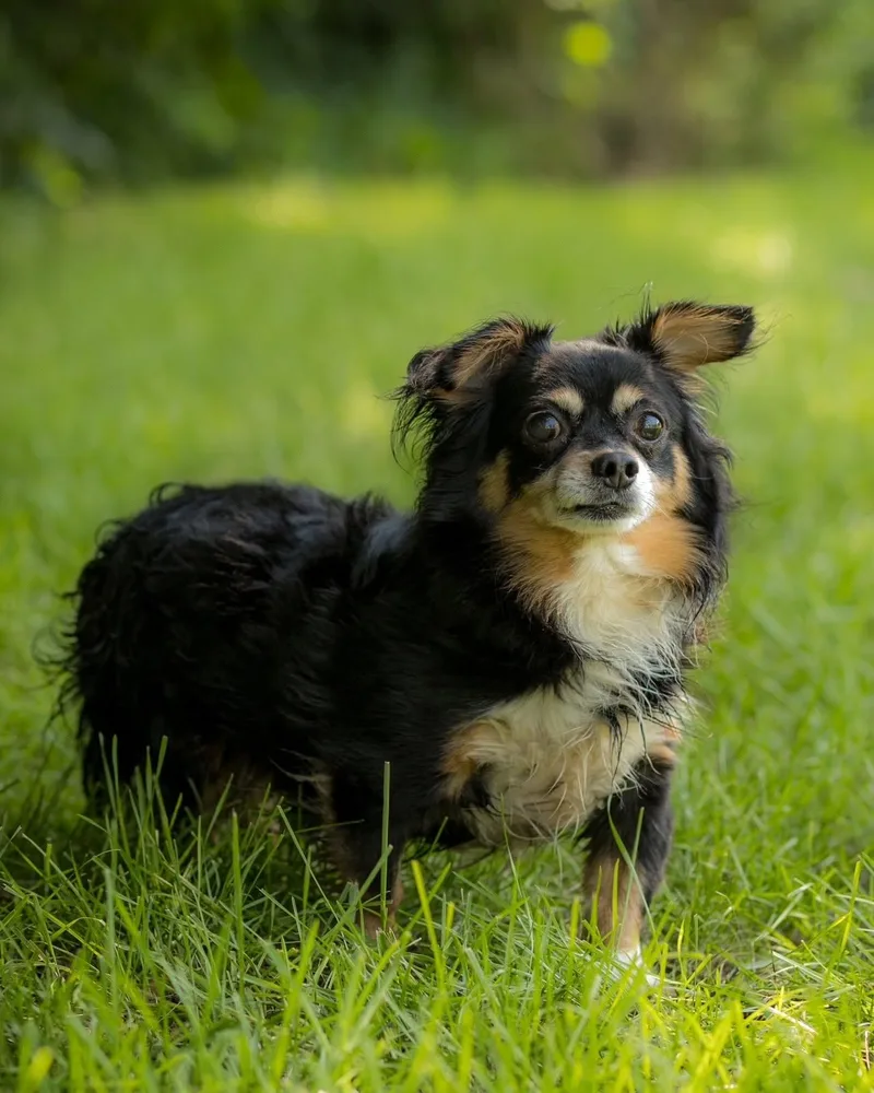 An adult small-sized male Black Chihuahua dog named Meteor for adoption in Bridgeport, CT