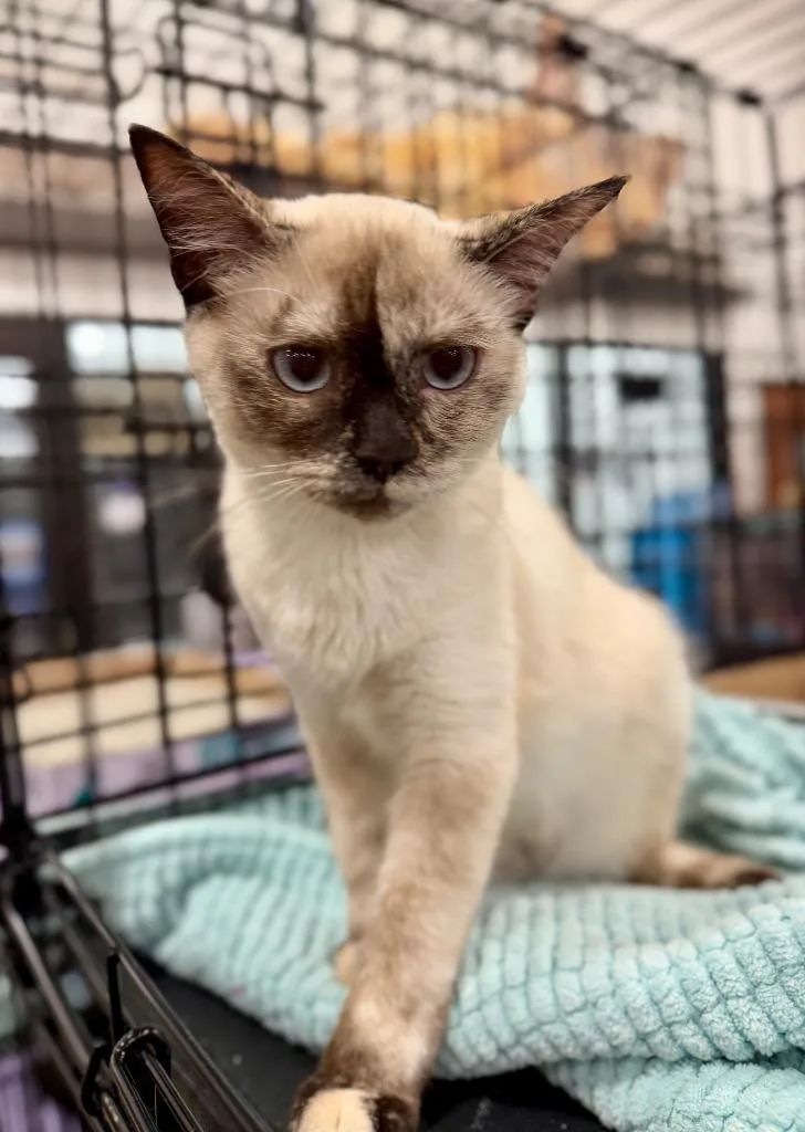 A baby medium-sized female Siamese cat named Chanel for adoption in Augusta, GA