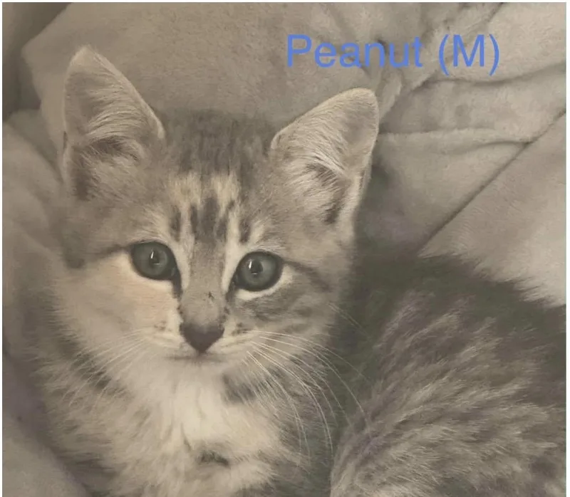 A baby medium-sized male Gray / Blue / Silver Domestic Short Hair cat named Peanut for adoption in Santa Rosa, CA