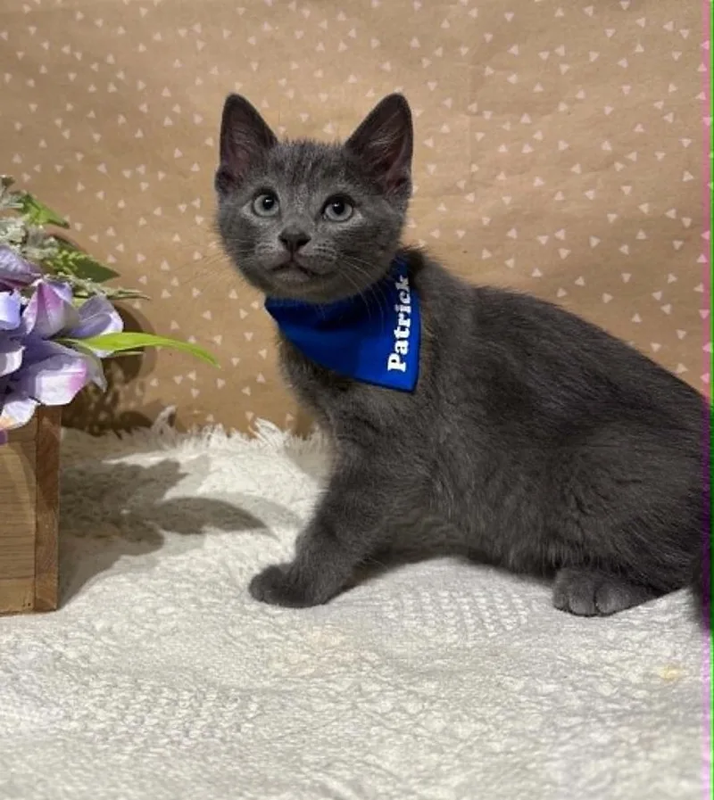 A baby small-sized male Domestic Short Hair cat named Patrick for adoption in Groveland, MA