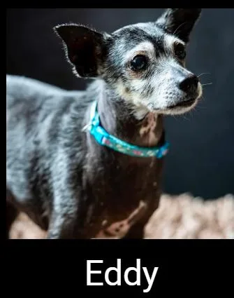 An adult small-sized male Black Chihuahua dog named Eddy for adoption in Lafayette, CA