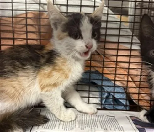 An adult small-sized female Domestic Short Hair cat named Shasta for adoption in Van Nuys, CA