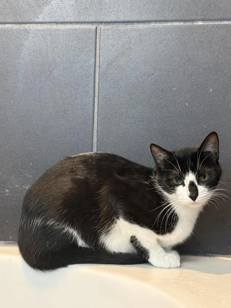 A baby small-sized female Black & White / Tuxedo Domestic Short Hair cat named Sardine for adoption in Dallas, TX