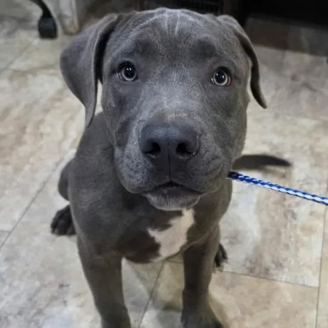 A baby medium-sized male Gray / Blue / Silver Pit Bull Terrier dog named Thunder for adoption in Fort Collins, CO