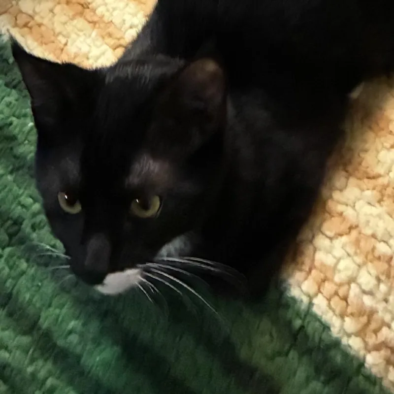 A young medium-sized male Domestic Short Hair cat named Desperado for adoption in Ferndale, WA