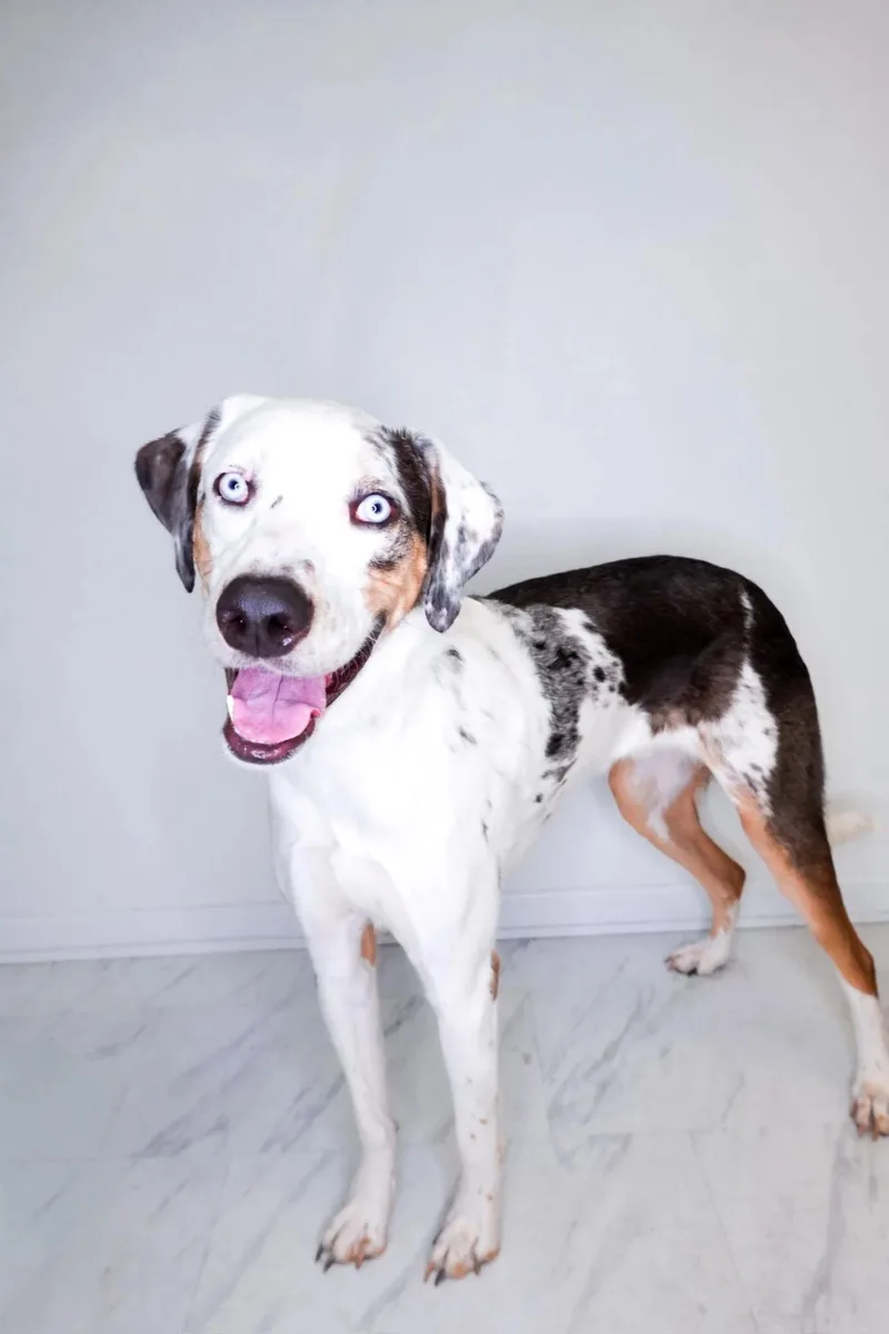 An adult medium-sized male Merle (Blue) Catahoula Leopard Dog dog named Lucky Charm for adoption in Bixby, OK