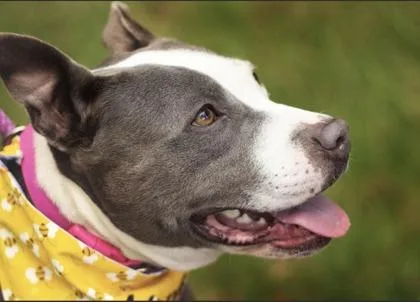 A young medium-sized female Gray / Blue / Silver Mixed Breed dog named Tulip for adoption in Hamilton, OH