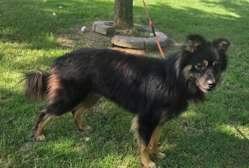 A young medium-sized male Australian Shepherd dog named Cooper for adoption in Milwaukee, WI