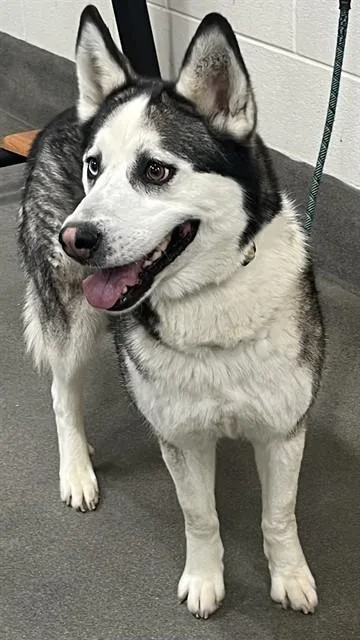 An adult medium-sized female Husky dog named Luna Mendez for adoption in Upper Marlboro, MD