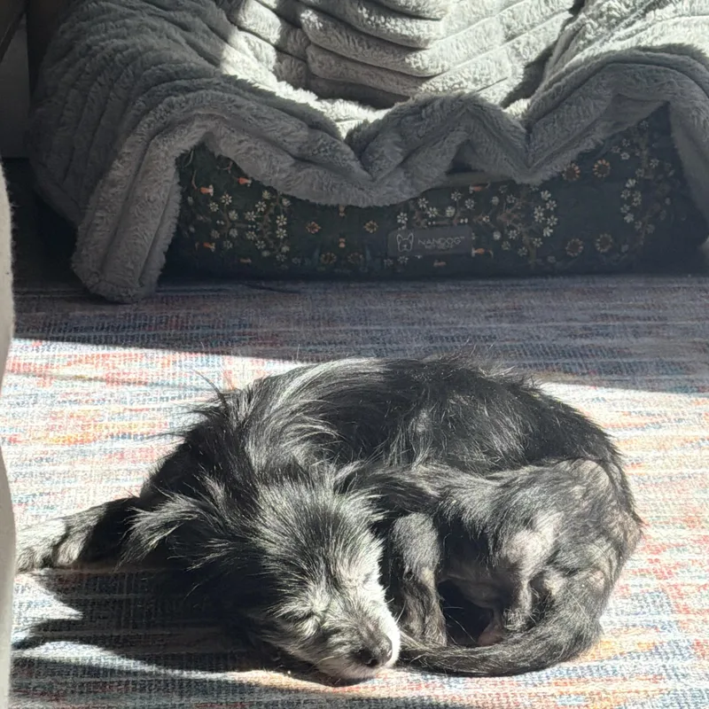 A senior small-sized female Black Terrier dog named Cosi for adoption in West Hollywood, CA