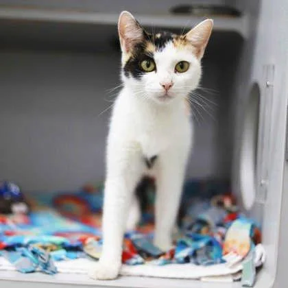 An adult small-sized female White Domestic Short Hair cat named Sophie for adoption in Atlanta, GA