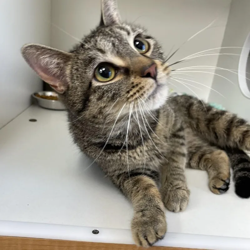 A young medium-sized female Brown / Chocolate Domestic Short Hair cat named Lucy for adoption in Champaign, IL