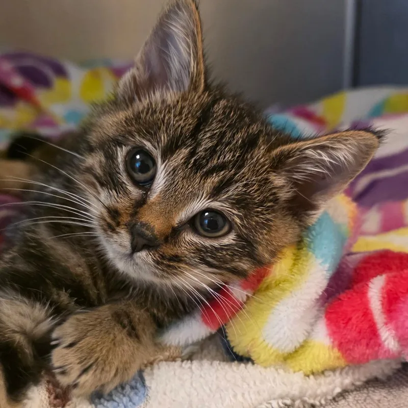 A baby small-sized female Gray / Blue / Silver Domestic Short Hair cat named Lil Gal for adoption in Buellton, CA