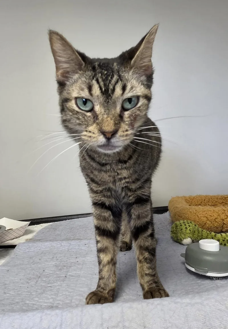 Kellogg