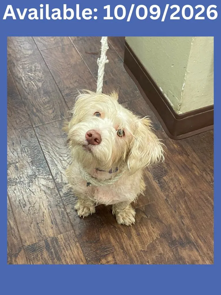 A young medium-sized male Dachshund dog named Dog Kennel for adoption in Greenville, TX