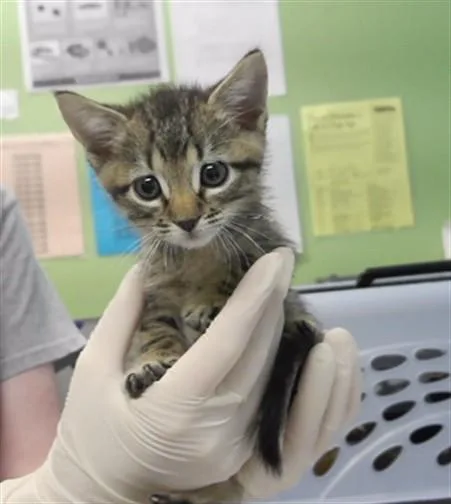 A baby small-sized male Domestic Short Hair cat named Vito for adoption in Omaha, NE