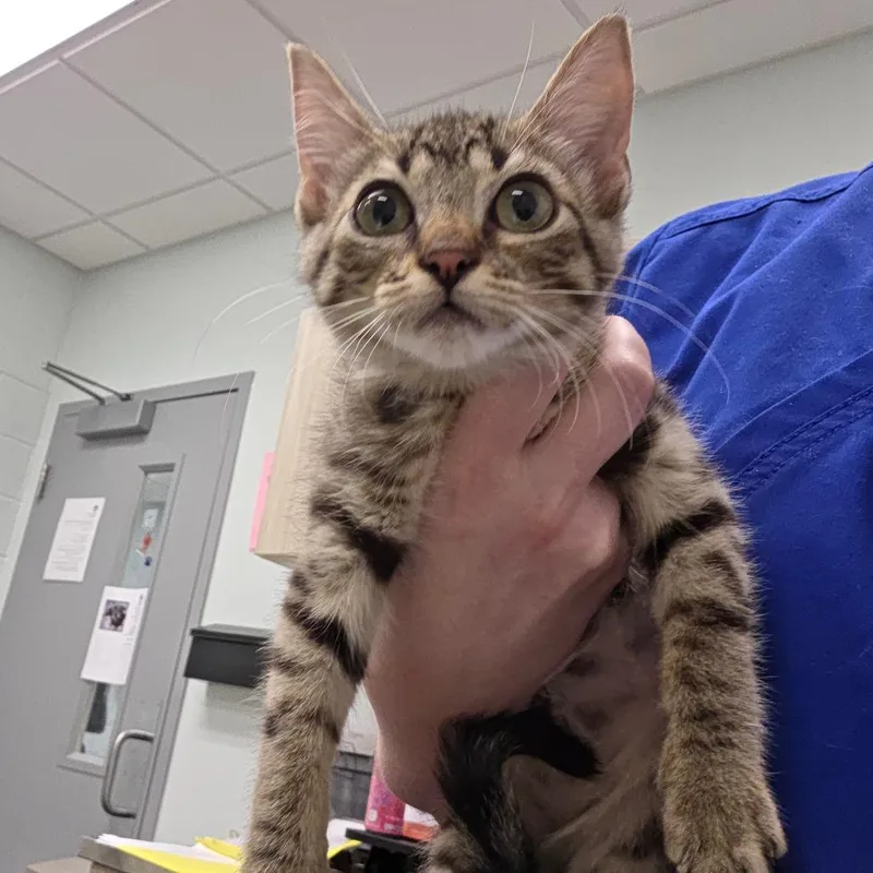 A baby small-sized female Brown / Chocolate Domestic Short Hair cat named Piper for adoption in Chattanooga, TN