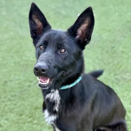 Ferdinand thumbnail 2