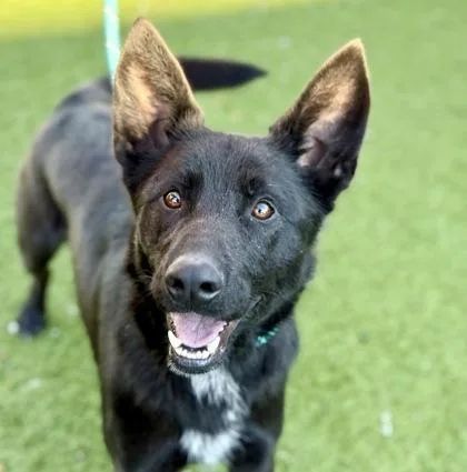 Ferdinand thumbnail 4