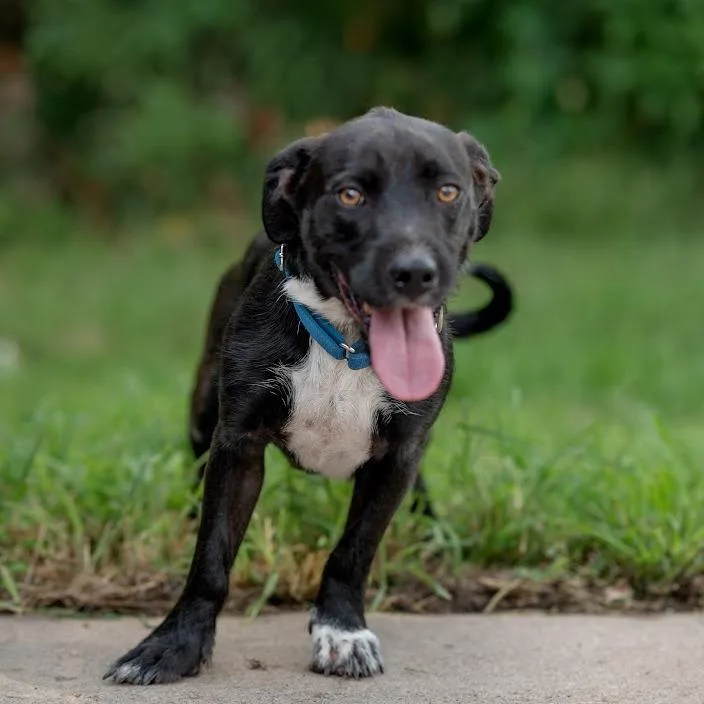 An adult medium-sized male Black Mixed Breed dog named Homer for adoption in Galveston, TX