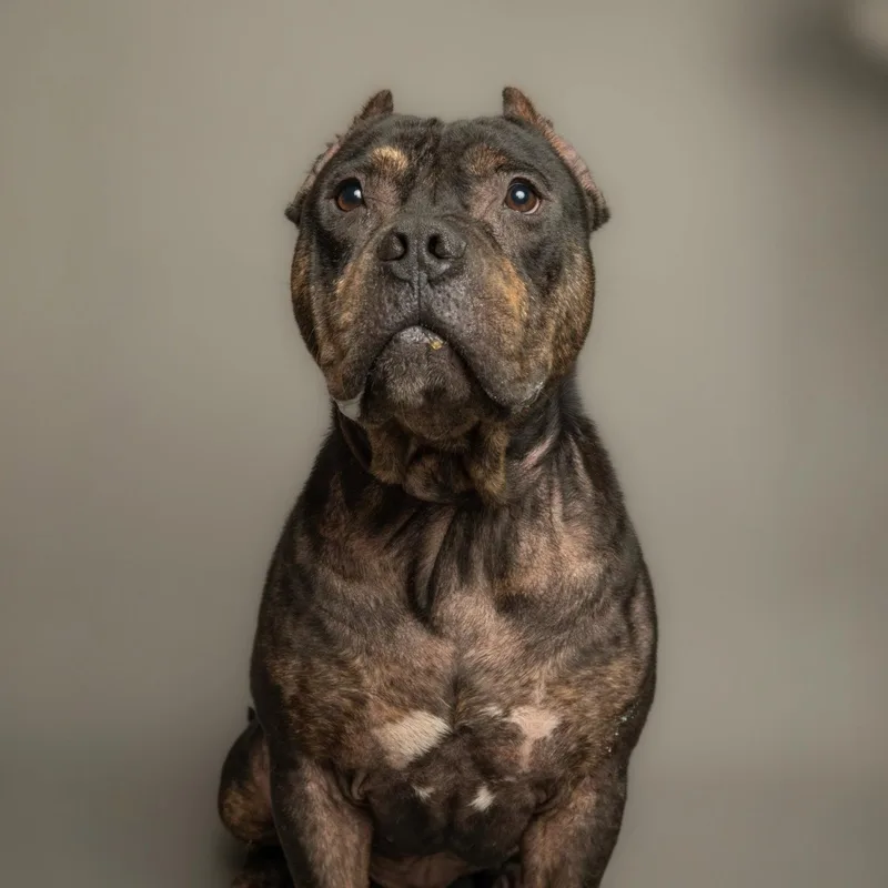 Meatball