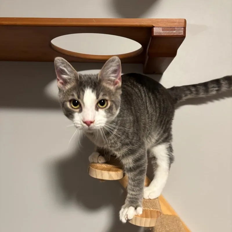 A young medium-sized male Tabby (Gray / Blue / Silver) Domestic Short Hair cat named Hickory for adoption in DICKSON, TN