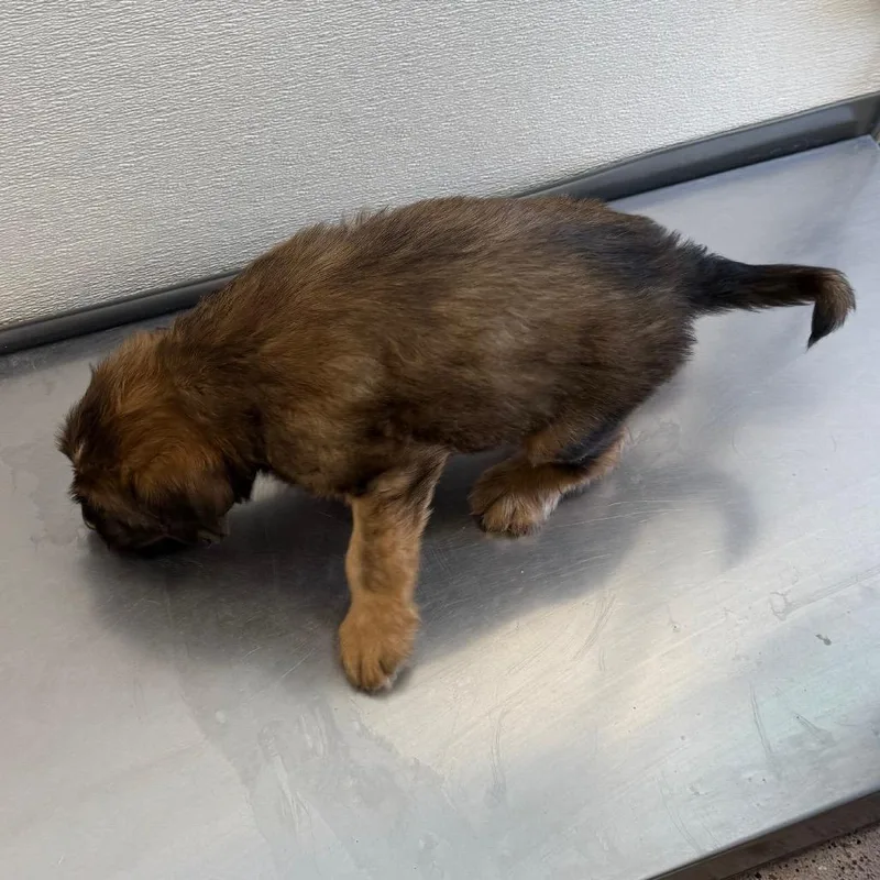 A baby medium-sized male Brown / Chocolate Mixed Breed dog named Freddie Benson for adoption in Las Cruces, NM