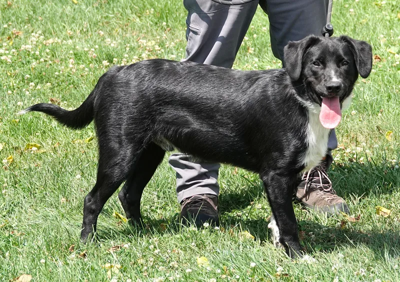 A young medium-sized male Labrador Retriever dog named Maui for adoption in Millfield, OH
