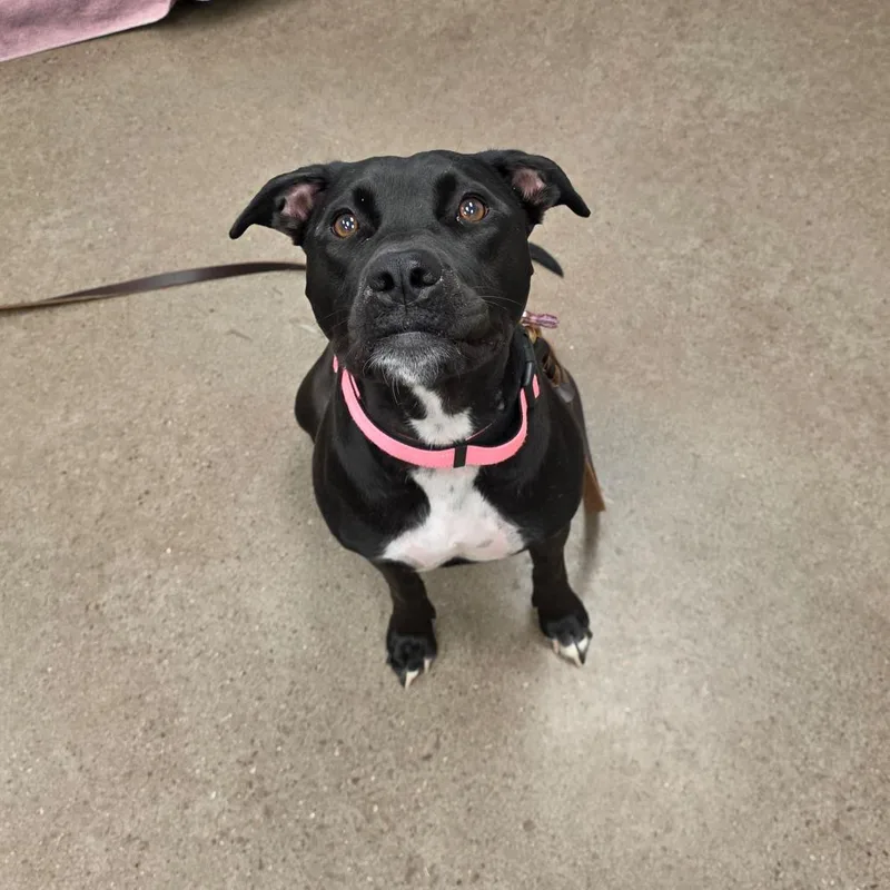 An adult large-sized female Black Pit Bull Terrier dog named Athena for adoption in Chattanooga, TN