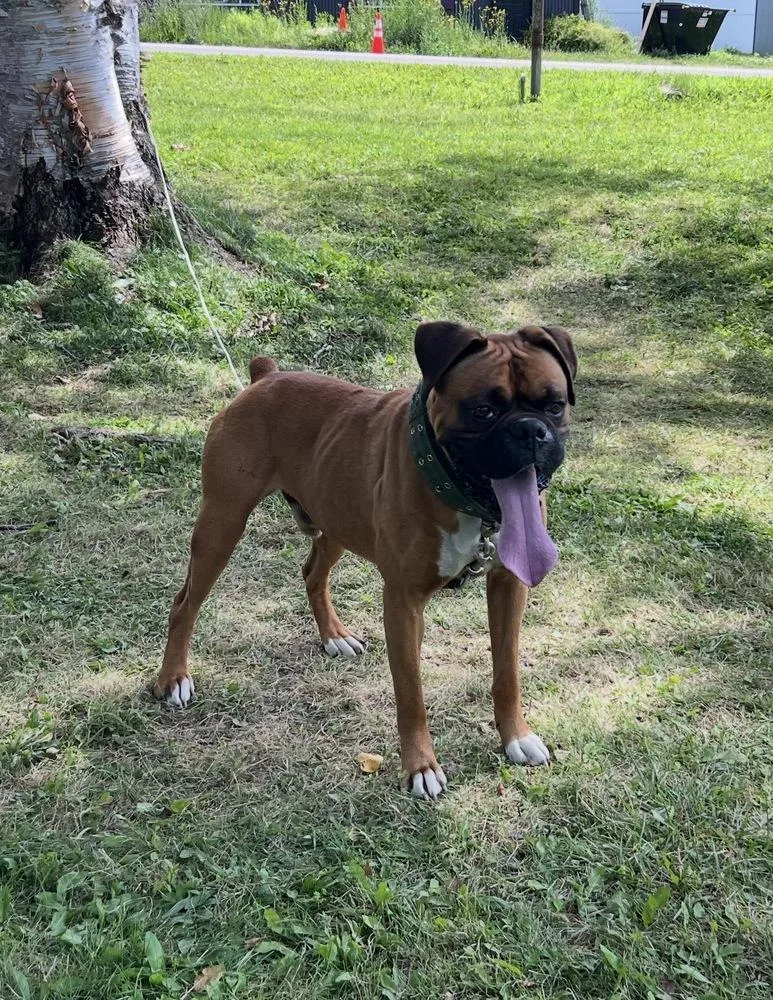 An adult large-sized male Yellow / Tan / Blond / Fawn Boxer dog named Odie for adoption in Frankfort, NY