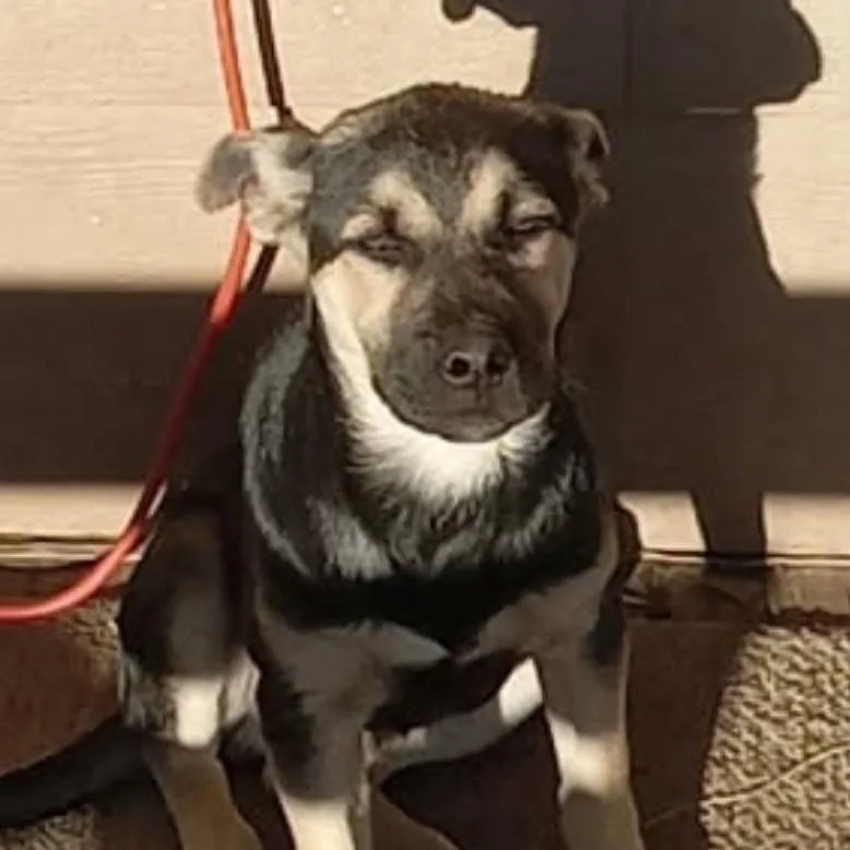 A young medium-sized male Black Mixed Breed dog named Atlas for adoption in Bismarck, ND