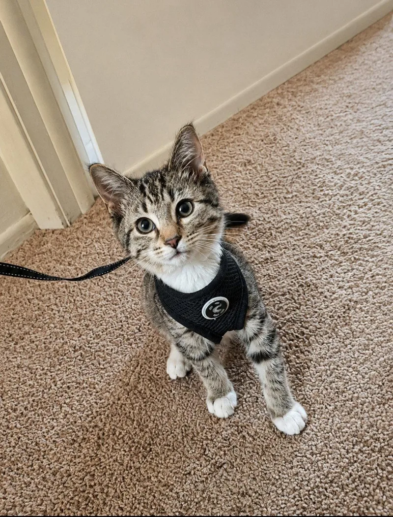 A baby medium-sized male Domestic Short Hair cat named Milo for adoption in Wheaton, IL