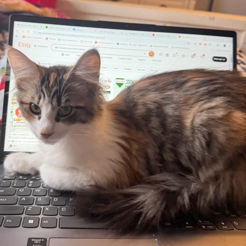 A young small-sized female Calico Domestic Long Hair cat named Mal for adoption in Medina, OH