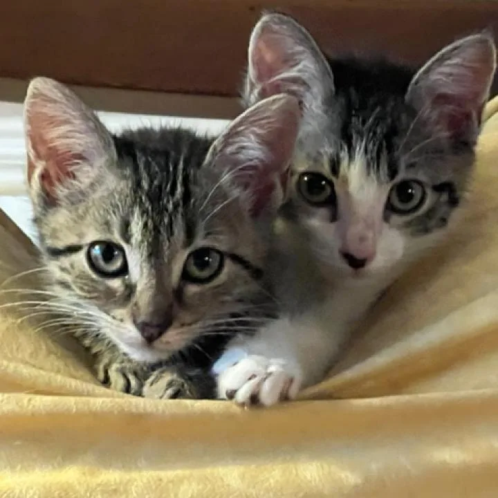 Evie Stevie thumbnail 2