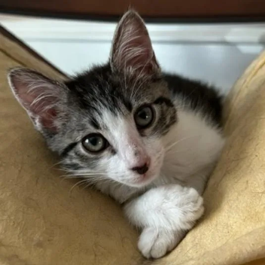 Evie Stevie thumbnail 3