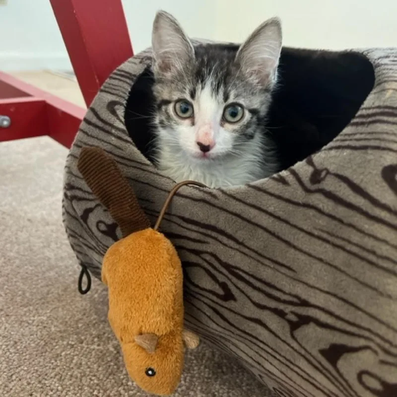 Evie Stevie thumbnail 4