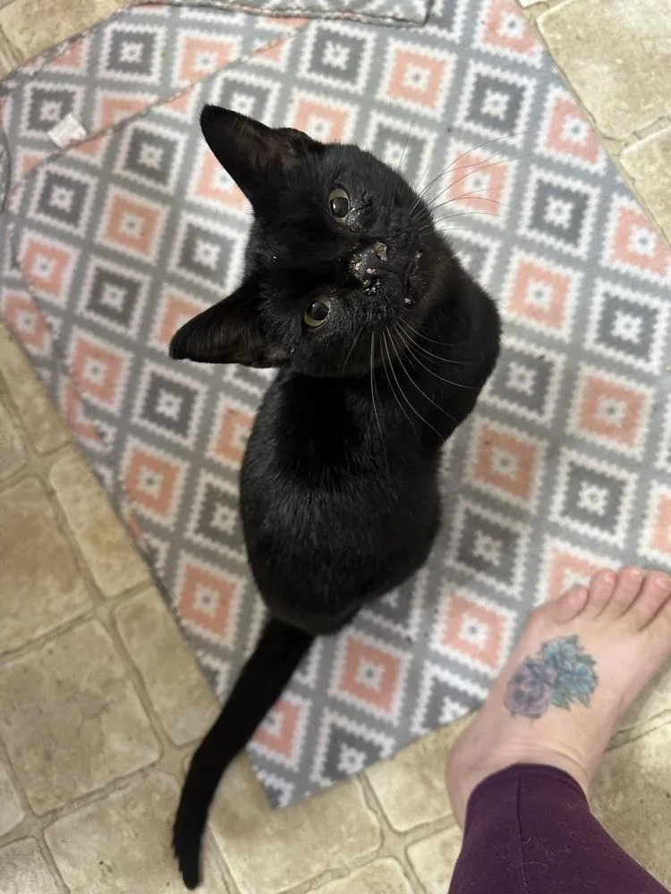 An adult medium-sized male Black Domestic Short Hair cat named Salem for adoption in Albany, WI
