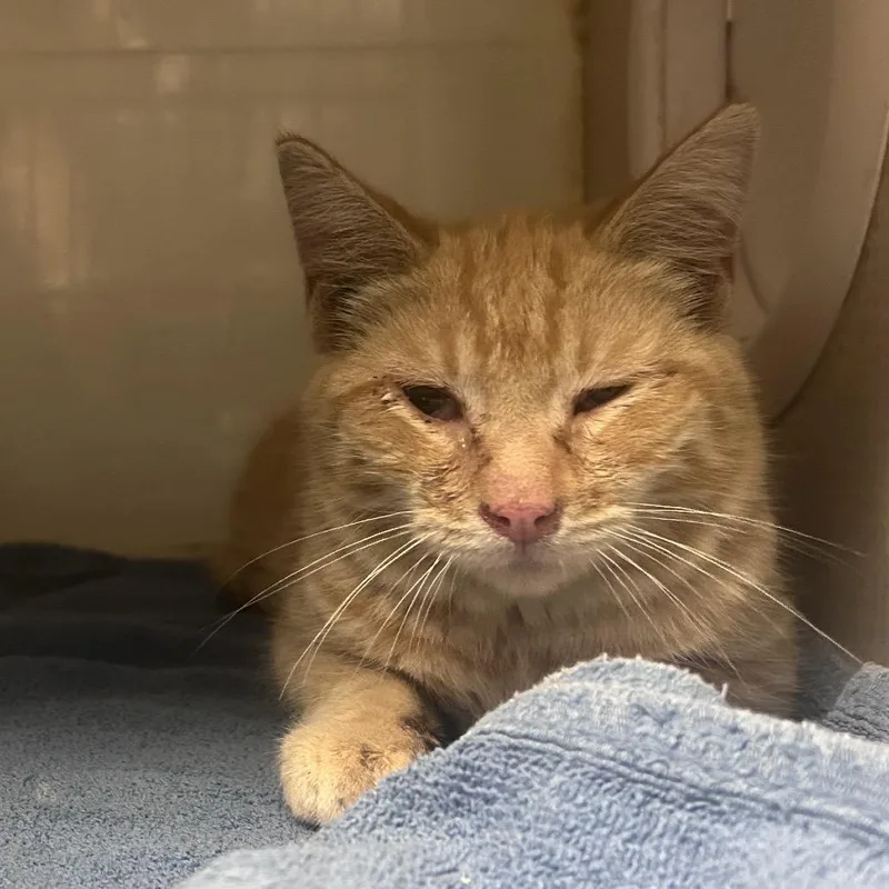 An adult small-sized male Orange / Red Domestic Short Hair cat named Creme Brulee for adoption in Kanab, UT